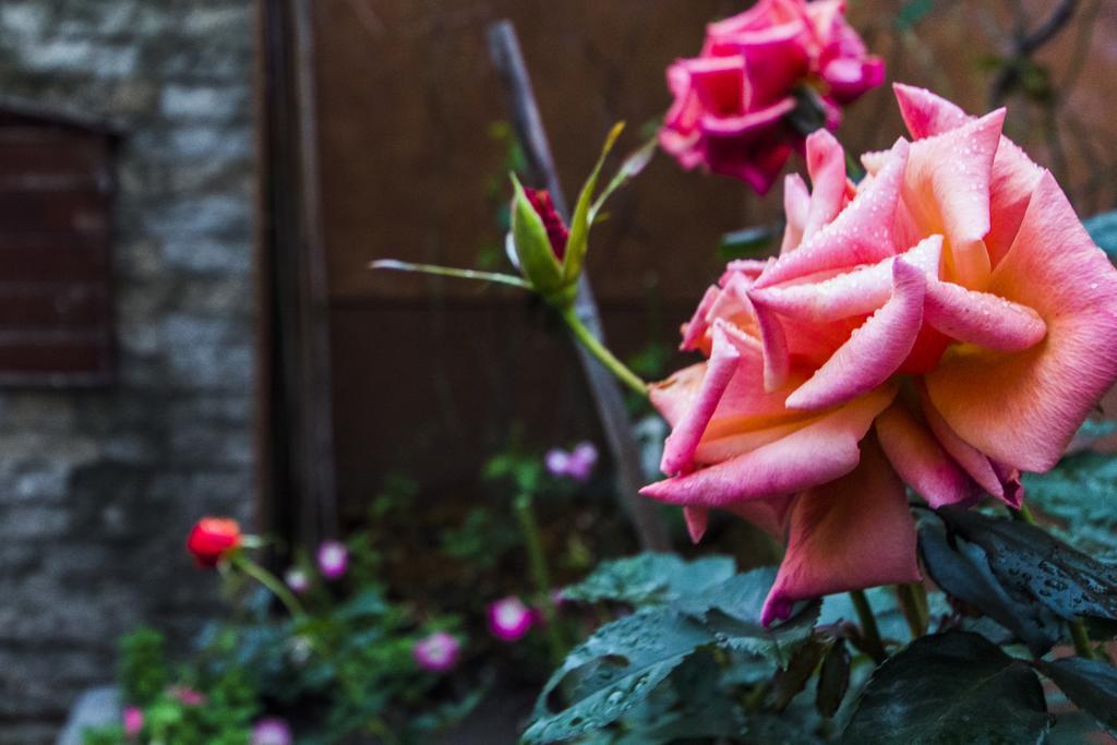 花蓮 達芙妮花園民宿 Джиан Екстериор снимка