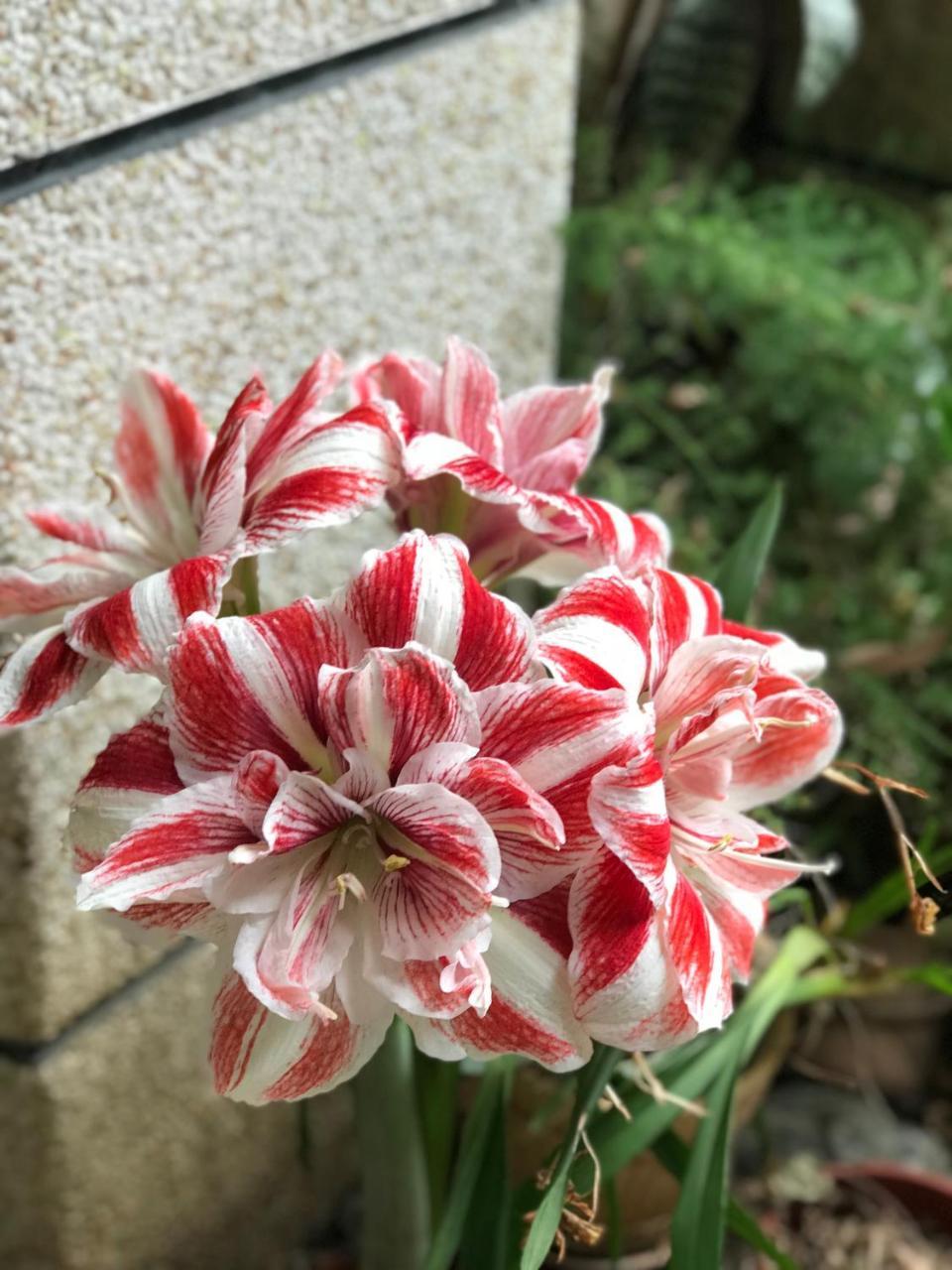 花蓮 達芙妮花園民宿 Джиан Екстериор снимка